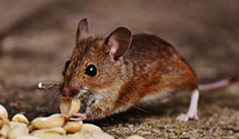 24 Hour & Emergency Exterminators in Crystal Spg, PA
